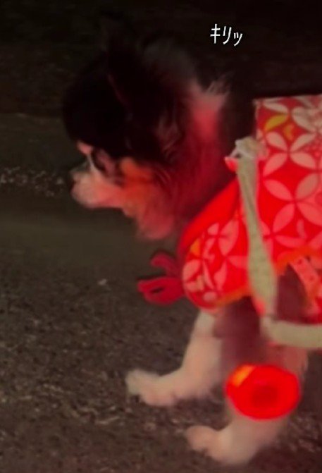 キリリと鋭い目