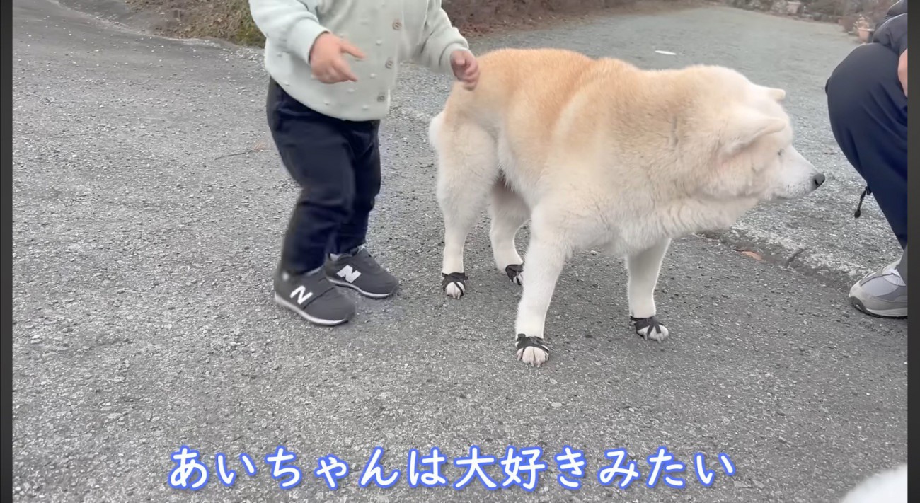 柴犬を触ってはしゃぐ男の子