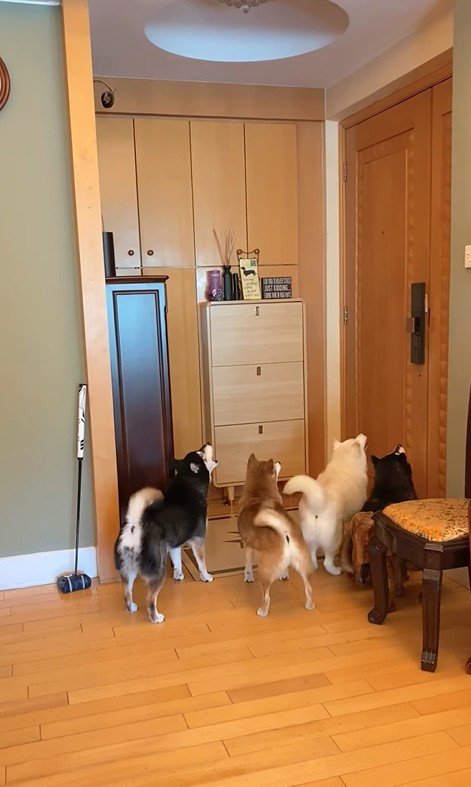 柴犬4匹の熱烈歓迎3