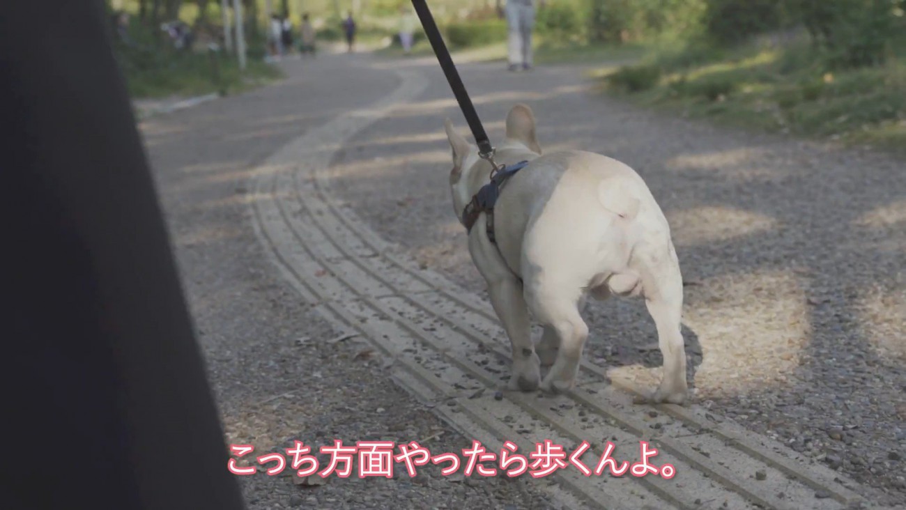 歩いてくれたと思ったら…