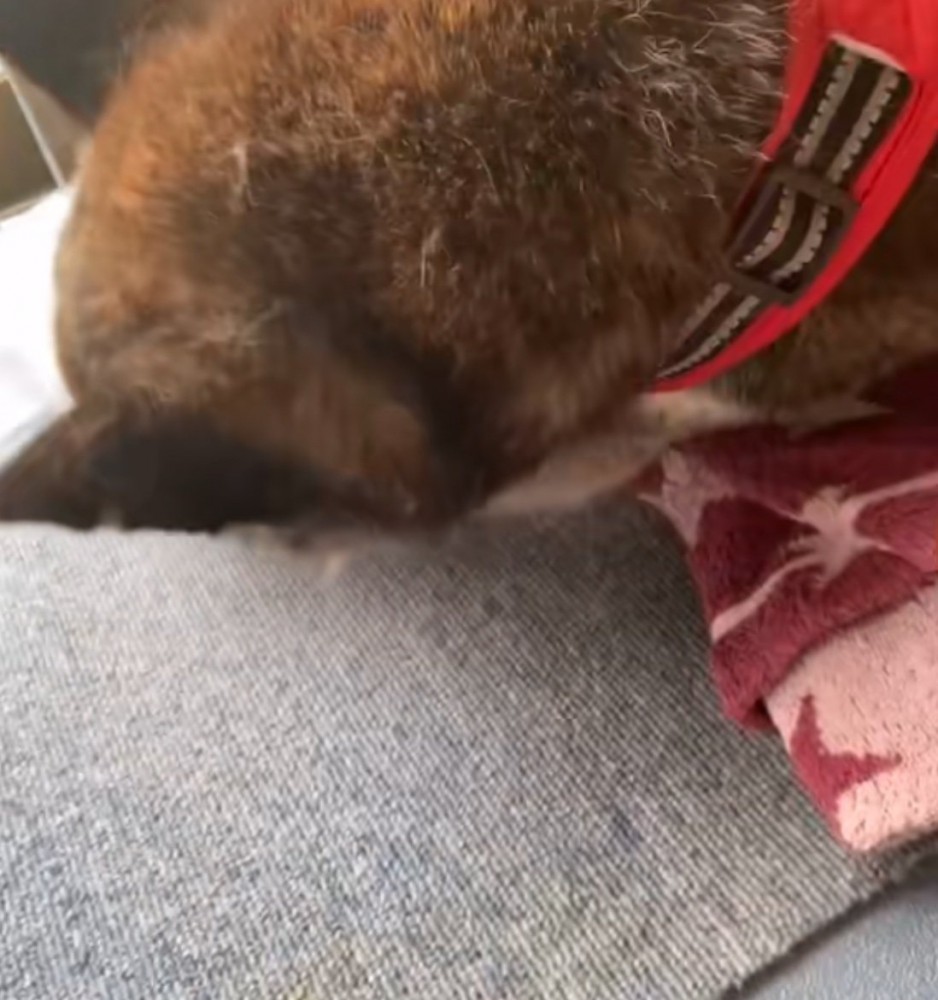 起きあがろうとする犬