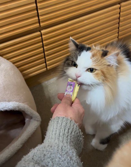 ごほうびは猫さん用