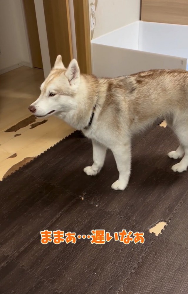 悲しそうなハスキー