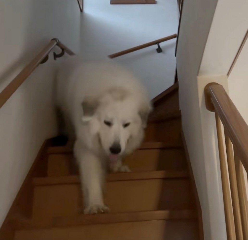 慌てて階段を降りてくる犬