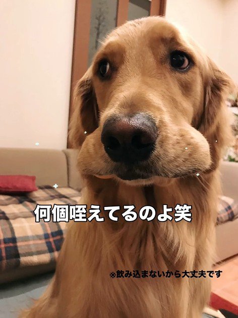 卓球をした時のビスコくん6