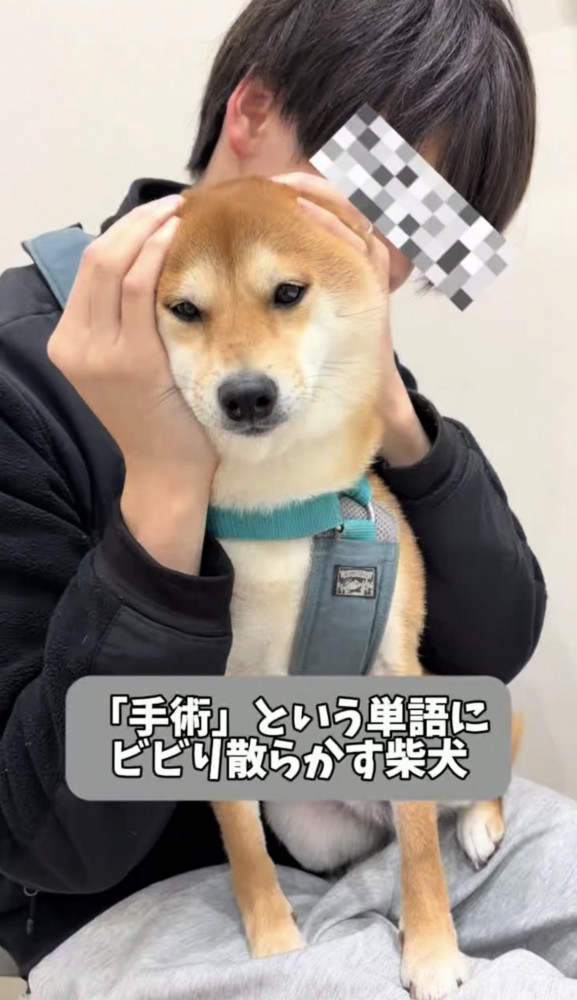 膝の上で抱えられる犬
