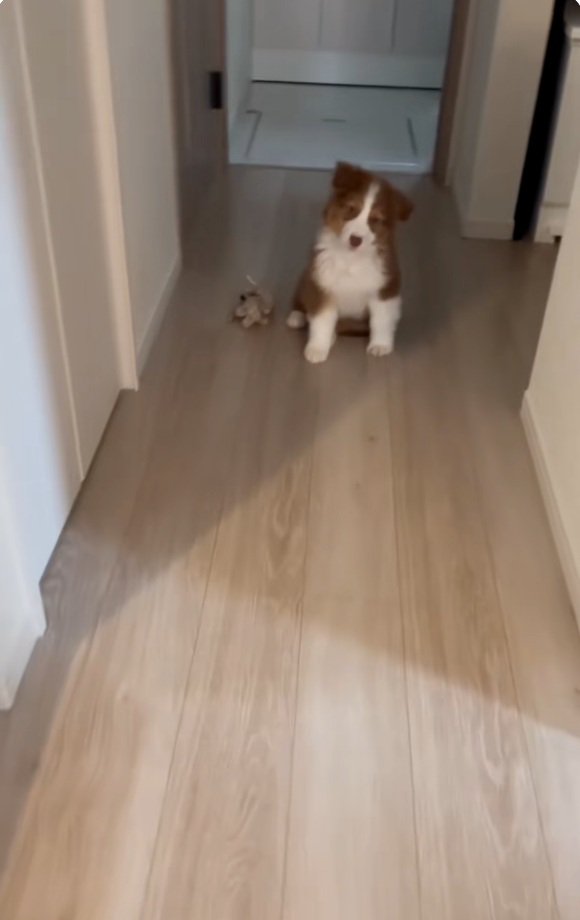 首をかしげるアンディ君