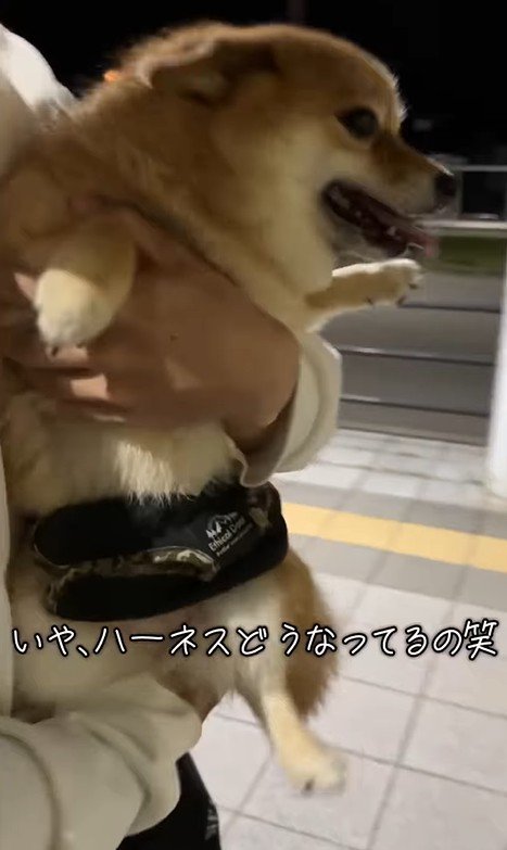 あずきちゃんとママの再会6