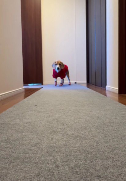 おやつで慣れさせよう