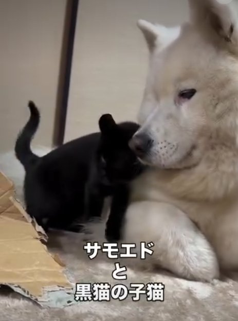 犬にくっつく猫3