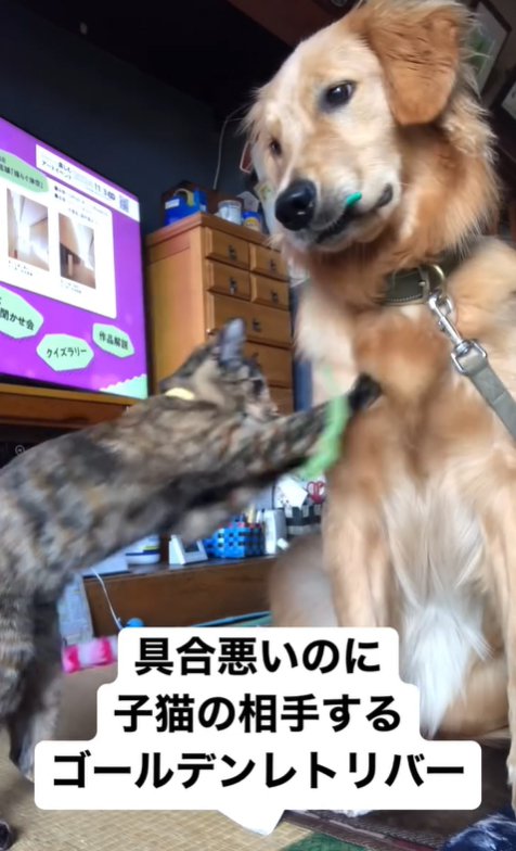 子猫と遊ぶ大型犬