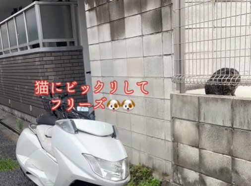 固まる猫