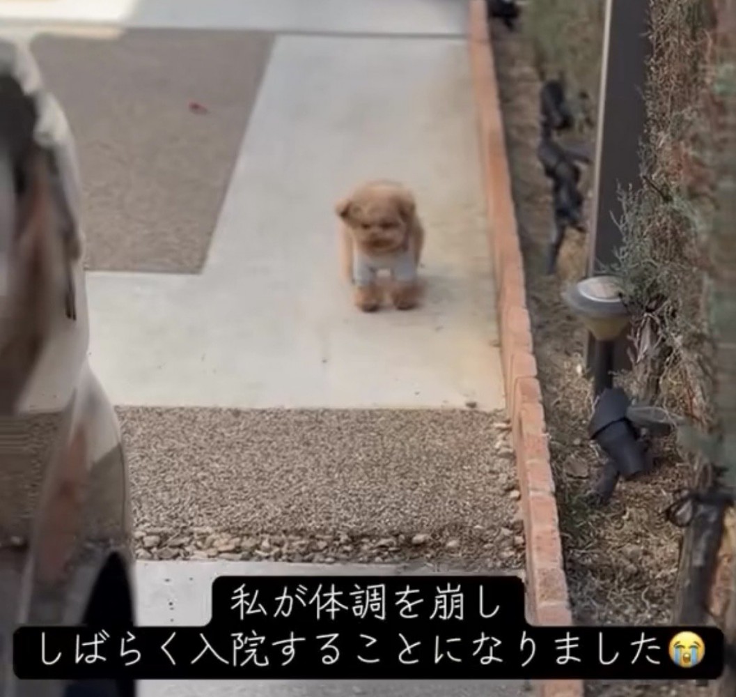 通路の先で立つ犬