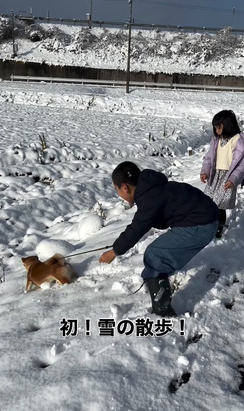 道をそれる柴犬