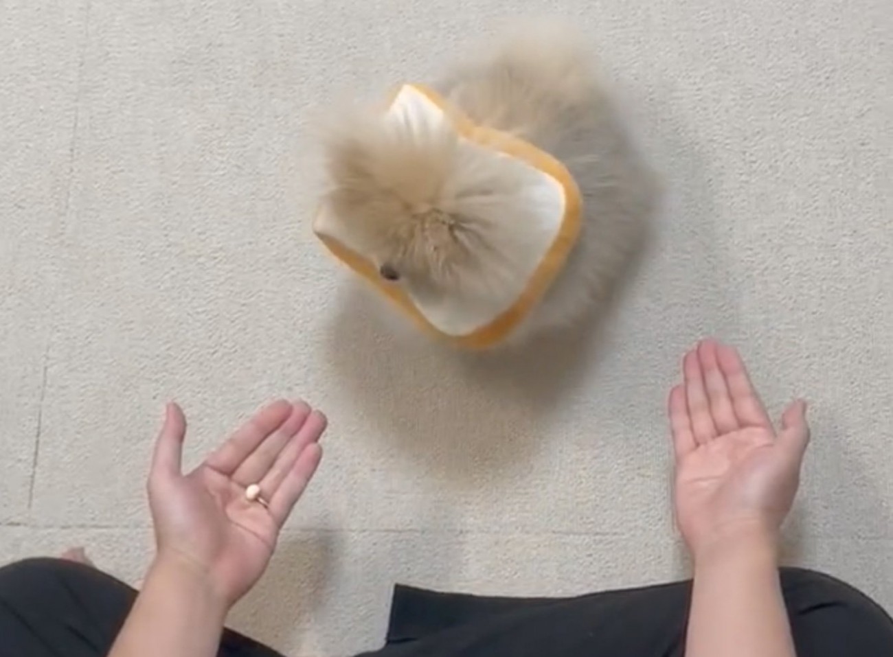 おやつを眺める犬