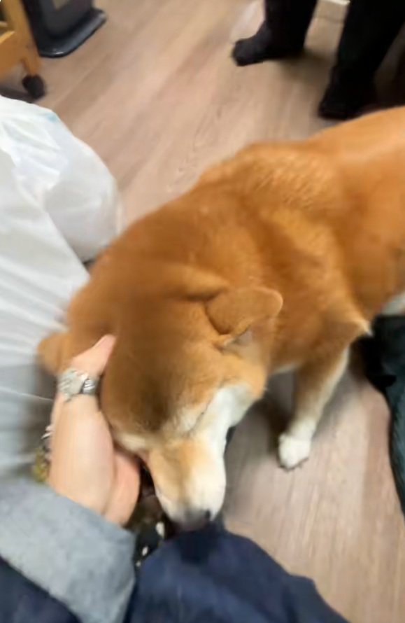 投稿主さんに撫でられるコムギックスさん