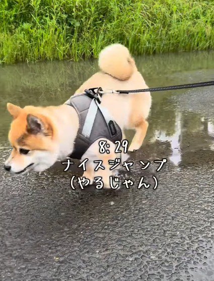パワフルなあずきちゃんでした