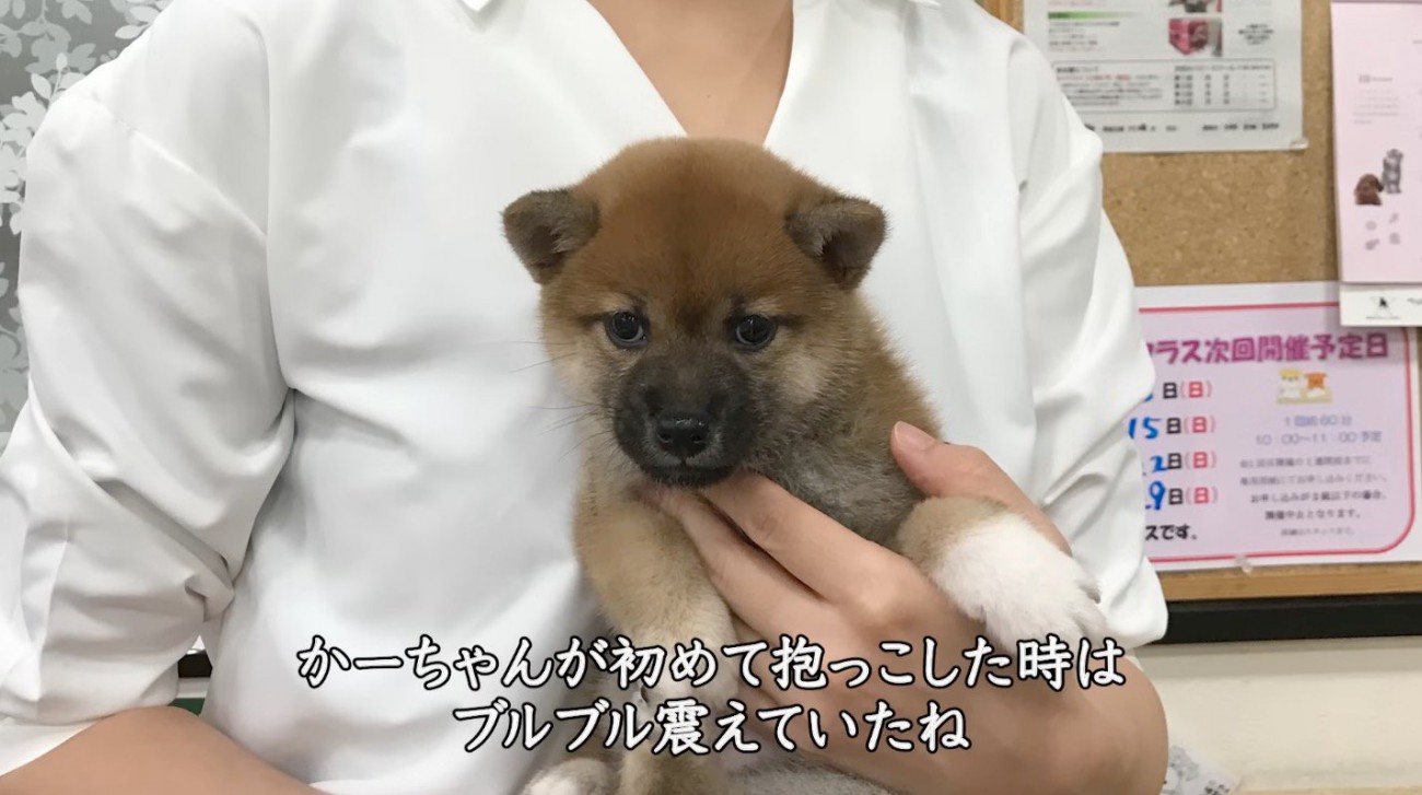 女性に抱っこされる子犬