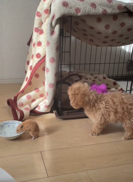 水を飲むハムスターと首を傾げる犬1