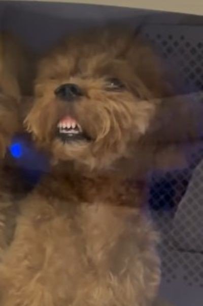 ふるちゃんは歯と歯ぐきがむき出し！
