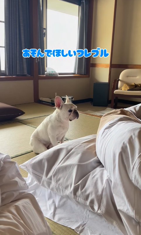 お父さんに遊んでほしい小型犬