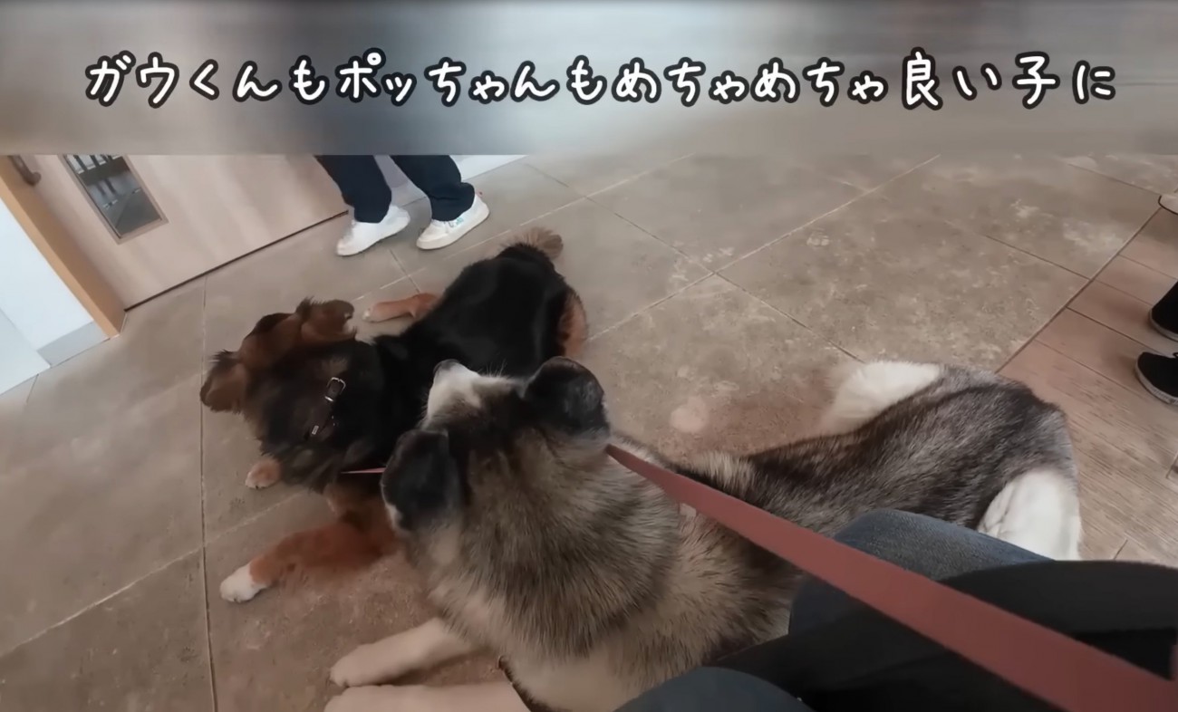 お利口に待つ犬