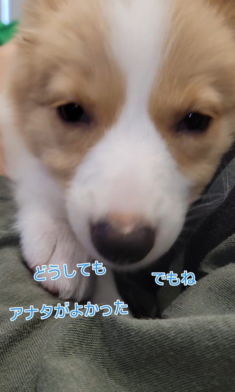 飼い主さんはベルちゃんを選びました