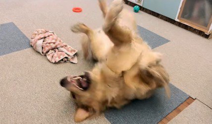 家族を癒すCoCoちゃんでした