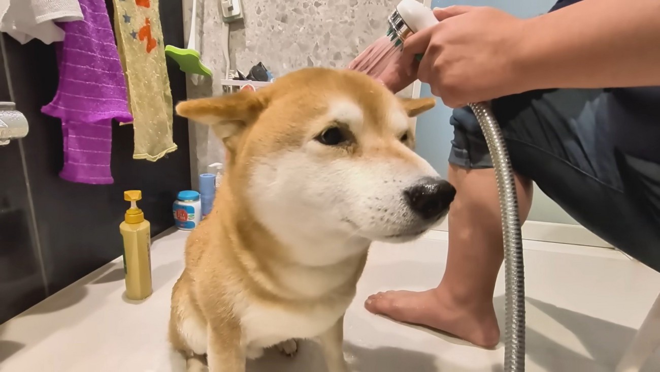 シャンプーをするスティーブくん4