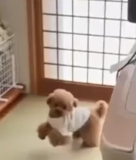 部屋を走る犬1