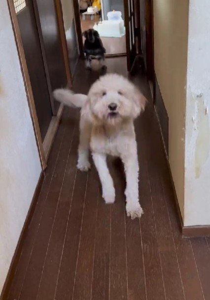 大喜びするカールちゃん