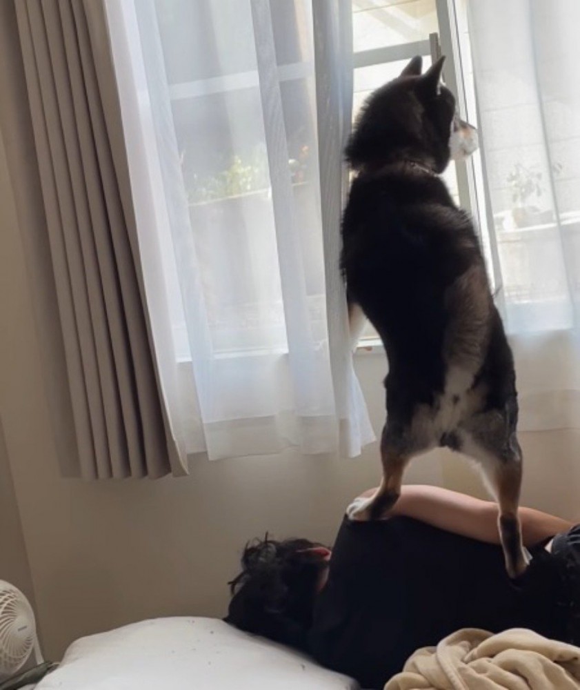 窓の右を見つめる犬
