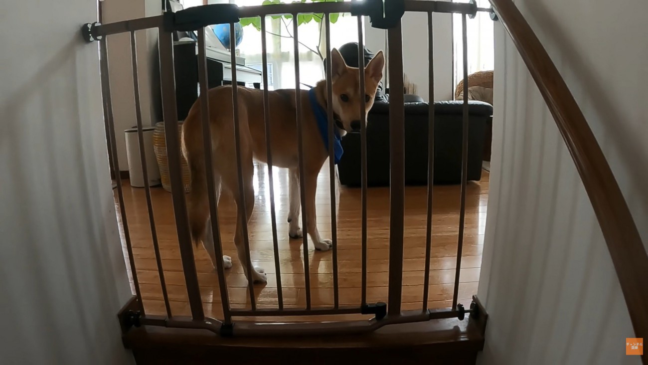 家族が出かける日のワンジローくん6