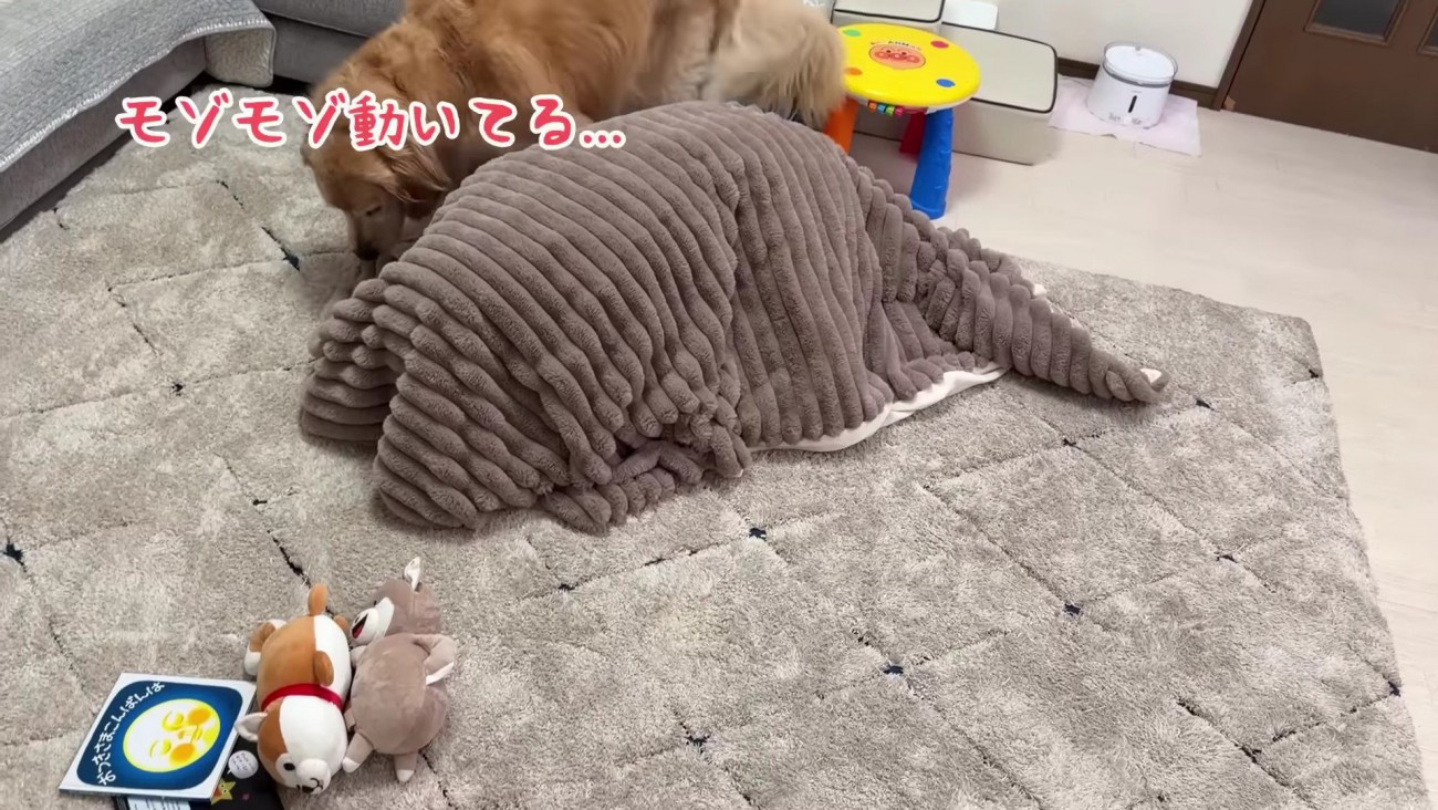 おからちゃんが気付いた！！