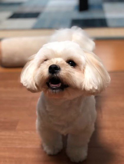 嬉しそうな表情をする犬