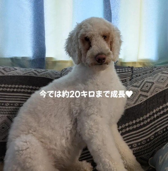 体重20キロになったよ！！