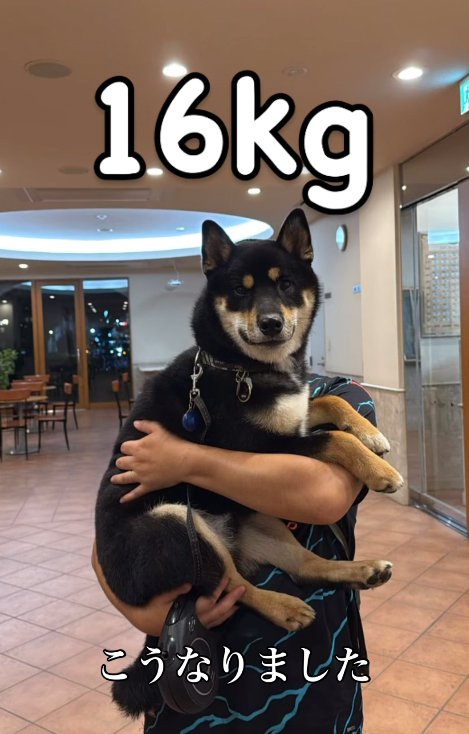 飼い主に抱っこされる柴犬