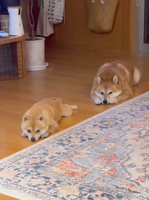 伏せをする2匹の犬