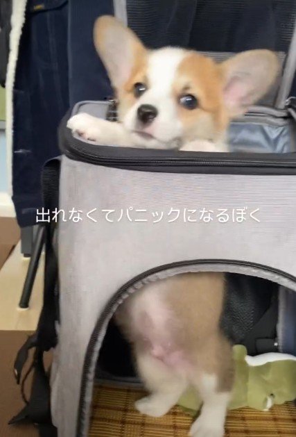「？？」