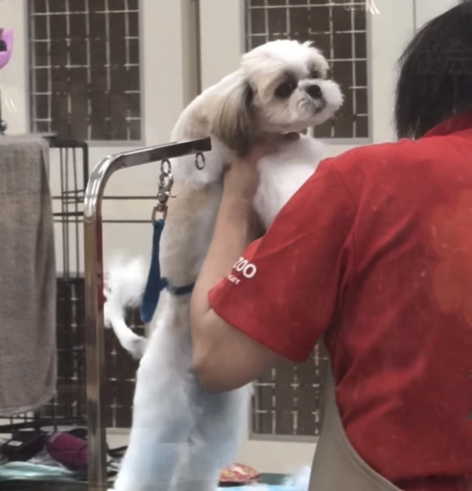 カットされる犬2