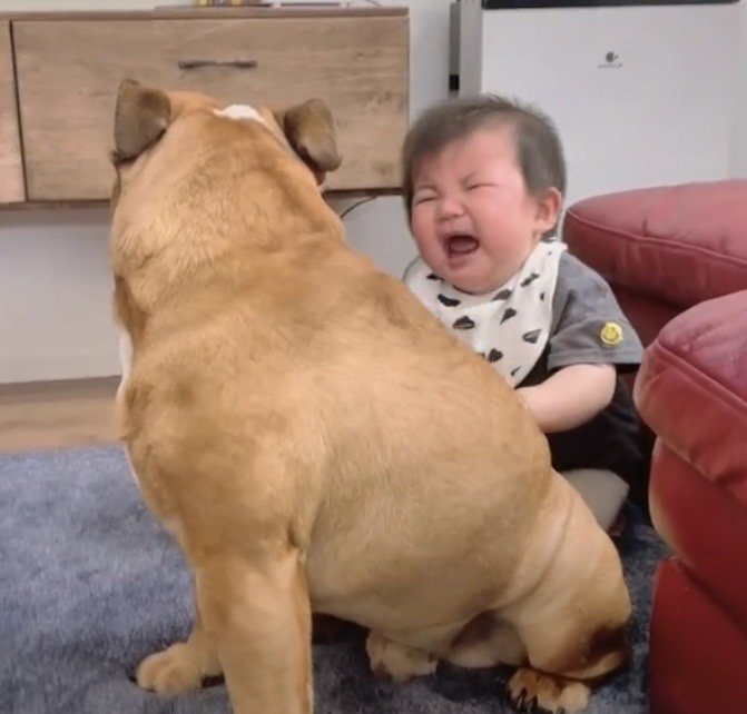 号泣する赤ちゃんの前にいる犬