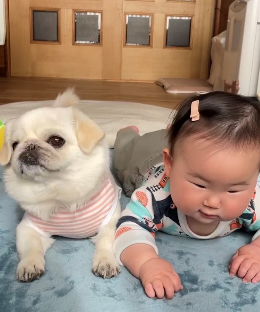 正面を見る犬と、赤ちゃん