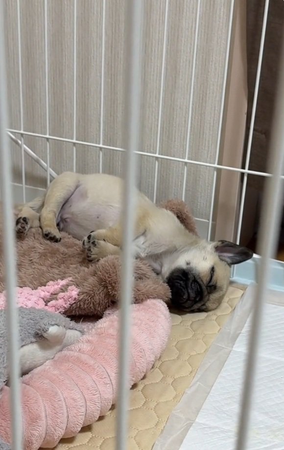 眠るゴンちゃん2