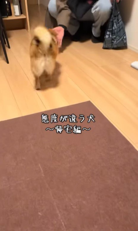 あずきちゃんの態度の違い6