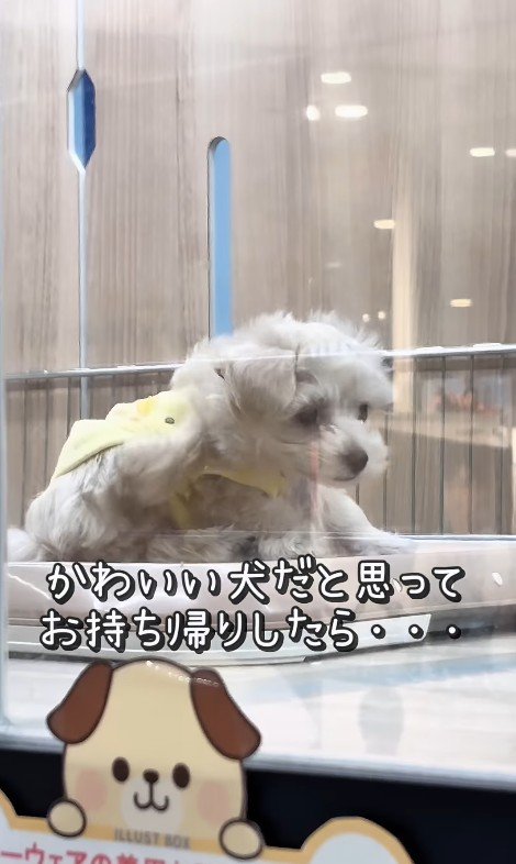 そらちゃんのお耳の変化2