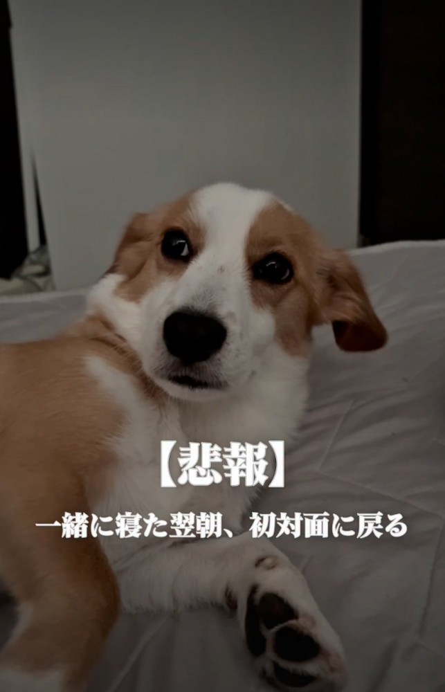怯えたような顔の犬