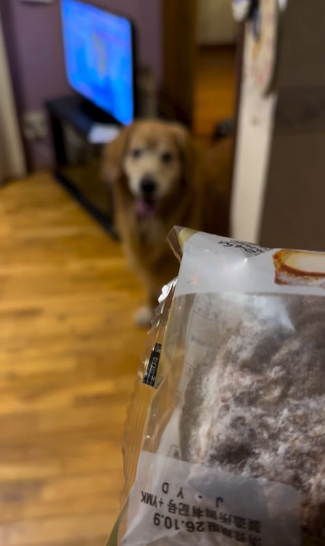 投稿主を見つめている大型犬とシュークリーム