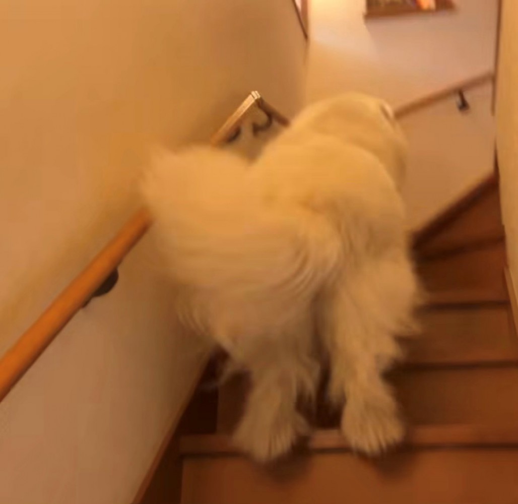 階段を上る犬の後ろ姿