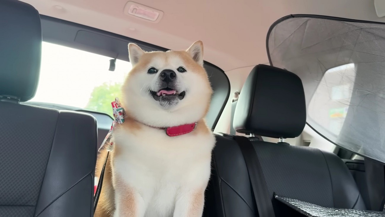 ペットホテルからお迎え