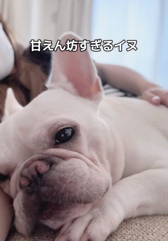 甘える犬